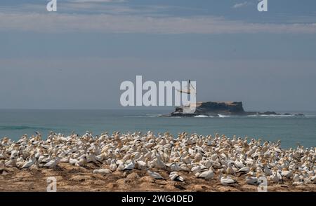 Australasian Tölpel, Morus Serrator, im Flug über die Festland-Tölpel-Kolonie (Gannet Rookery) bei Point Danger in der Nähe von Portland. Victoria, Australien. Stockfoto