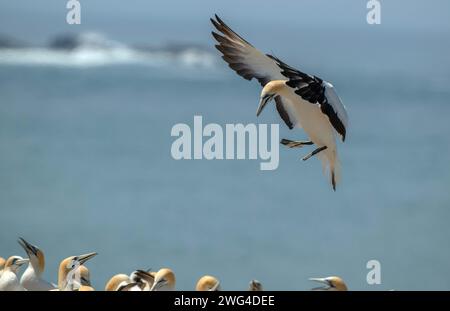 Australasian Tölpel, Morus Serrator, im Flug über die Festland-Tölpel-Kolonie (Gannet Rookery) bei Point Danger in der Nähe von Portland. Victoria, Australien. Stockfoto