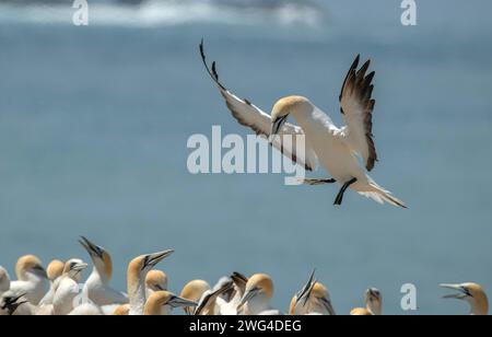 Australasian Tölpel, Morus Serrator, im Flug über die Festland-Tölpel-Kolonie (Gannet Rookery) bei Point Danger in der Nähe von Portland. Victoria, Australien. Stockfoto