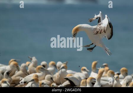 Australasian Tölpel, Morus Serrator, im Flug über die Festland-Tölpel-Kolonie (Gannet Rookery) bei Point Danger in der Nähe von Portland. Victoria, Australien. Stockfoto