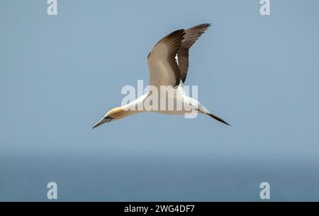 Australasian Tölpel, Morus Serrator, im Flug über die Festland-Tölpel-Kolonie (Gannet Rookery) bei Point Danger in der Nähe von Portland. Victoria, Australien. Appare Stockfoto