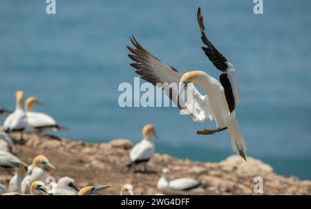 Australasian Tölpel, Morus Serrator, im Flug über die Festland-Tölpel-Kolonie (Gannet Rookery) bei Point Danger in der Nähe von Portland. Victoria, Australien. Stockfoto