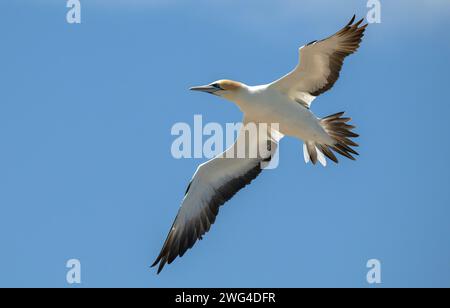 Australasian Tölpel, Morus Serrator, im Flug über die Festland-Tölpel-Kolonie (Gannet Rookery) bei Point Danger in der Nähe von Portland. Victoria, Australien. Stockfoto