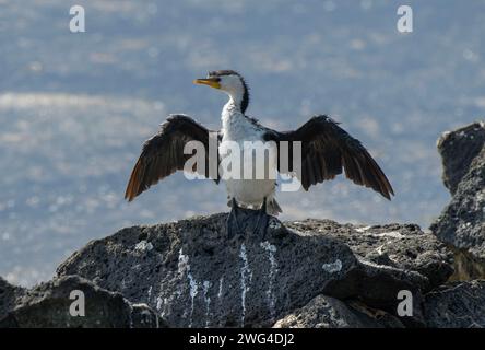 Kleiner Rattenkormoran, Microcarbo melanoleucos, trocknet seine Flügel nach dem Fischen. Victoria, Australien. Stockfoto