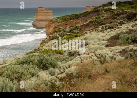 Polster Bush, Leucophyta Brownii und andere Vegetation auf den Klippen im Port Campbell National Park, Great Ocean Road, Victoria, Australien. Stockfoto