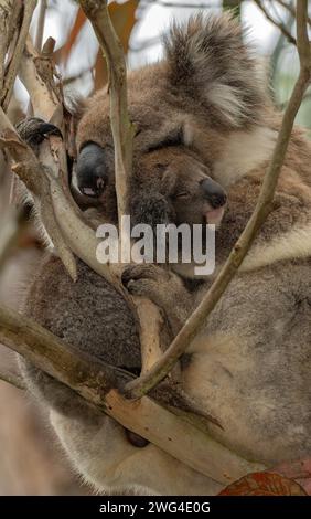 Koala, Phascolarctos cinereus, Weibchen mit Jungen, im Eukalyptusbaum angesiedelt. Victoria, Australien. Stockfoto