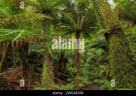 Weicher Baumfarn, Dicksonia antarktis und andere Vegetation in Melba Gully, gemäßigtem Regenwald, Victoria. Stockfoto