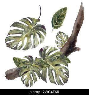 Grüne tropische Blätter Aquarelltextur in schönem Stil auf weißem Hintergrund. Zeichnungen in stummgeschalteten Tönen. Zeichnung für die Gestaltung von Souvenirs, Postwagen Stockfoto