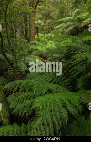 Weicher Baumfarn, Dicksonia antarktis und andere Vegetation in Melba Gully, gemäßigtem Regenwald, Victoria. Stockfoto