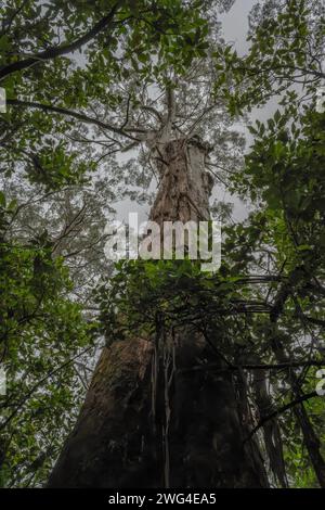 Eberesche, Eukalyptus regnans, im Regenwald - die höchste Blütenpflanze, die bekannt ist. Im gemäßigten Regenwald in Victoria, Australien. Stockfoto