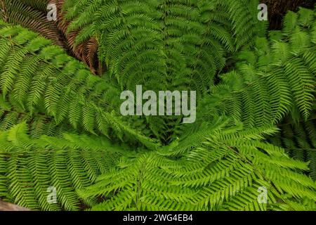 Weds of Soft Tree Farn, Dicksonia antarktica, in Melba Gully, gemäßigter Regenwald, Victoria. Stockfoto
