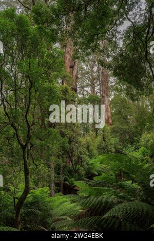 Eberesche, Eukalyptus regnans, im Regenwald - die höchste Blütenpflanze, die bekannt ist. Im gemäßigten Regenwald in Victoria, Australien. Stockfoto