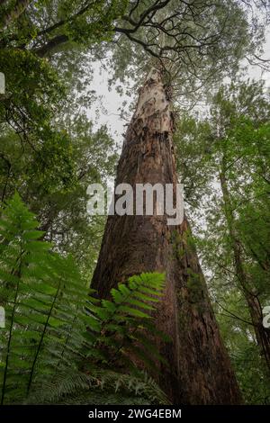 Eberesche, Eukalyptus regnans, im Regenwald - die höchste Blütenpflanze, die bekannt ist. Im gemäßigten Regenwald in Victoria, Australien. Stockfoto