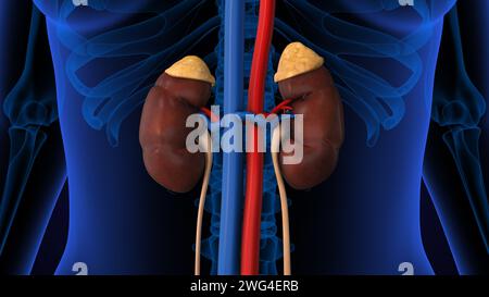 Anatomie des menschlichen Nierensystems Stockfoto