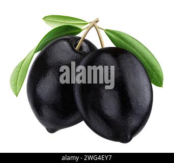 Schwarze Oliven auf Zweig mit Blättern isoliert auf weißem Hintergrund mit Beschneidungspfad Stockfoto