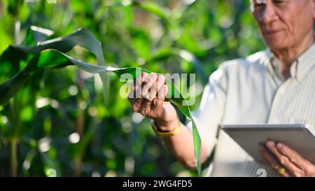 Cropped Shot Senior Farmer hält ein digitales Tablet und überprüft die Qualität seines Maisfeldes bei Sonnenuntergang Stockfoto