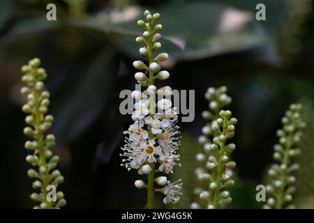 Wunderschöne prunus caucasica laurocerasus Blumen. Zierpflaume. Blütenstände kleiner weißer Blüten auf einem Ast Stockfoto