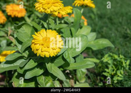 Gelbe Ringelblume mit Doppelblüten (Gattung Calendula) Platz für Ihren Text. Stockfoto