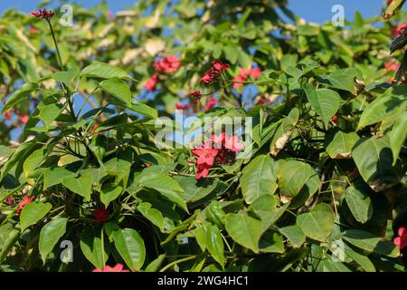 Peregrina (Jatropha integerrima). Allgemeine Gewohnheit der Pflanze. Stockfoto