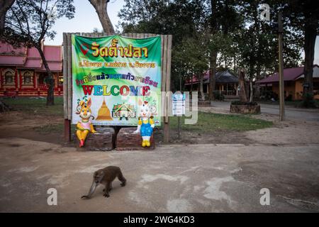 Ein Affe läuft am Wat Tham Pla Tempel vorbei. Wat Tham Pla (Höhlenfischtempel) wird auch als „Affentempel“ für thailändische Einheimische bezeichnet und liegt 16 Kilometer von Mae Sai, der nördlichsten Stadt Thailands, entfernt. Stockfoto