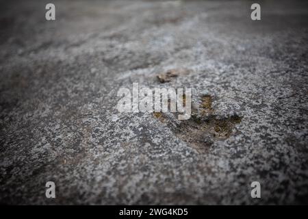 Ein Affenfußabdruck im Zement des Wat Tham Pla Tempels. Wat Tham Pla (Höhlenfischtempel) wird auch als „Affentempel“ für thailändische Einheimische bezeichnet und liegt 16 Kilometer von Mae Sai, der nördlichsten Stadt Thailands, entfernt. Stockfoto