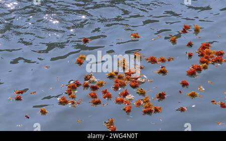 Frische gelbe und orangene Ringelblumen, die auf den glitzernden Rover Ganges Wasserweg in Indien geworfen werden. Opfer von Hindupilgrammen am Ufer des Stockfoto