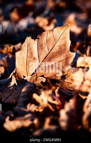 Tote Blätter von Acer pseudoplatanus auf dem Boden in Sotuelamos, Albacete. Stockfoto