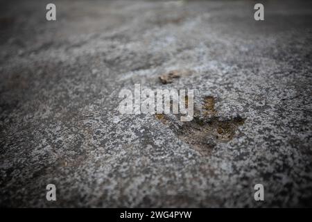 17. Januar 2024: Mae Sai, Chiang Rai, Thailand: Ein Affenfußabdruck im Zement des Wat Tham Pla Tempels. Wat Tham Pla (Höhlenfischtempel) wird auch als „Affentempel“ für die thailändischen Einheimischen bezeichnet und liegt 16 Kilometer von Mae Sai, der nördlichsten Stadt Thailands, entfernt. (Credit Image: © Guillaume Payen/SOPA Images via ZUMA Press Wire) NUR REDAKTIONELLE VERWENDUNG! Nicht für kommerzielle ZWECKE! Stockfoto