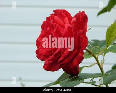 Üppig blühende rote Rosenblüte auf einem Stiel mit Dornen im Garten in der Nähe der weißen Hauswand Stockfoto