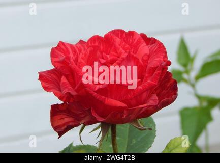 Rote Rosenblume über weißem Hintergrund Nahaufnahme detailliert Stockfoto