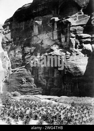 Maisfelder von CA&#xf1;auf del Muerto, 1906, 1907. Navajo Indianermaisfeld, Klippen im Hintergrund. Stockfoto