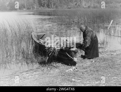 Der tule-Sammler, 1910. Cowichan-Frau, die tule aufs Boot bringt. Stockfoto