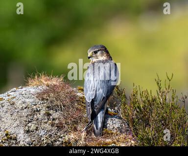 Merlin (Falco columbarius), einer der kleineren Greifvögel des Vereinigten Königreichs, steht auf einem Felsen inmitten von heidbedeckten Mooren Stockfoto