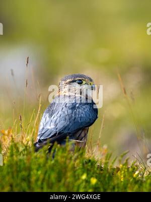 Merlin (Falco columbarius), einer der kleineren Greifvögel des Vereinigten Königreichs, steht auf einem Felsen inmitten von heidbedeckten Mooren Stockfoto