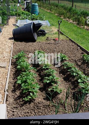 Ein ordentliches und aufgeräumtes Gemüsefleck auf einem Kleingartengut mit Kartoffelreihen Stockfoto