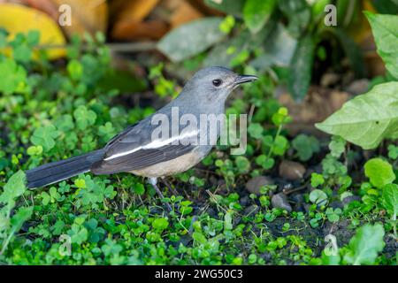 Orientalische Elster-robin im Gras auf dem Boden, Vogel im Park Stockfoto