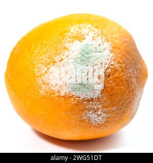 Die große Orange fing an, schimmelig zu werden. Stockfoto