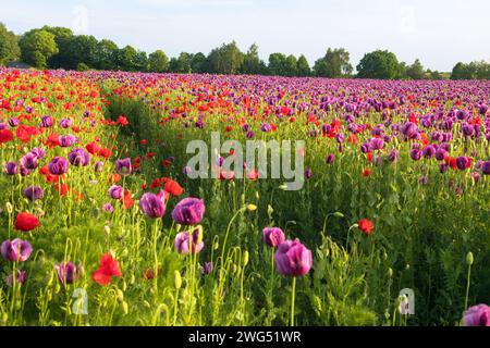 Detail des violetten Opiummohnfeldes, das mit rotem Mohn unkraut ist, in lateinischer Papaver Somniferum wird in der tschechischen Repu lila blühender Mohn angebaut Stockfoto