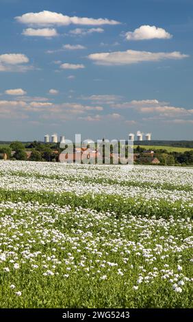 Blühendes Opiummohn-Feld im lateinischen Papaver somniferum und Kernkraftwerk Dukovany wird weißer Mohn in der Tschechischen Republik für Lebensmittel indu angebaut Stockfoto