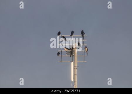 Scheunenschwalben auf TV-Antenne Stockfoto