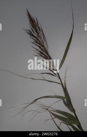 Gemeinsamen Reed Stockfoto