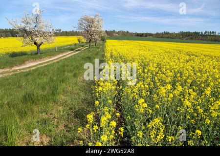 Gasse mit blühenden Kirschbäumen und unbefestigten Straßen und Feld mit Rapskanola oder Rübsensamen, Blick auf den Frühling Stockfoto