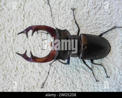 Männlicher Hirschkäfer, Lucanus cervus, auf natürlichem Hintergrund, im Roten Buch aufgeführt Stockfoto