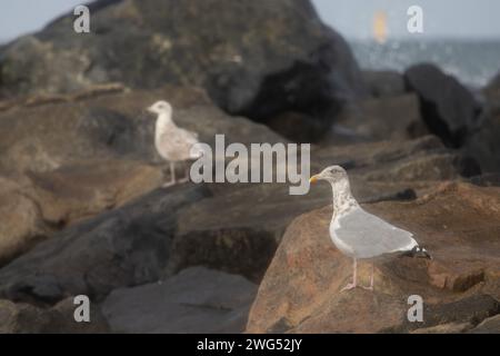 Europäische Heringsmöwen Stockfoto