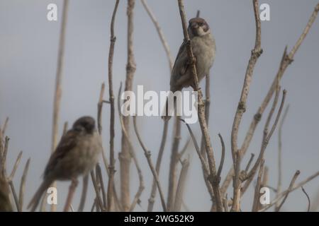 Eurasische Tree Sparrow Stockfoto