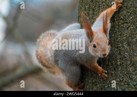 Kurioses rotes Eichhörnchen, das auf den Baumzweig klettert. Kleines Nagetier im Wald Stockfoto