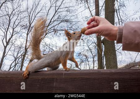 Das Eichhörnchen verfolgt die Nuss in der menschlichen Hand. Tiere im Park füttern. Stockfoto