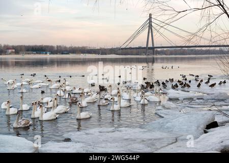 Herde weißer Trompeterschwäne am Fluss Dnipro in Kiew, Ukraine. Weiße Schwäne, die im Winter zwischen Eis und Schnee schweben Stockfoto