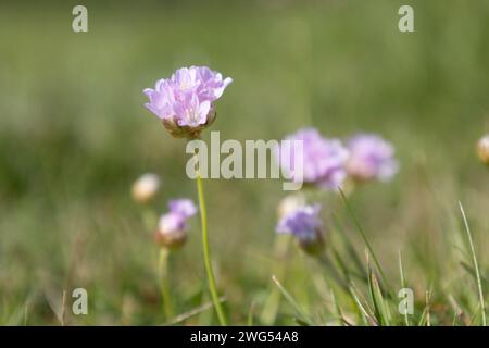 Meer-Secondhand Stockfoto