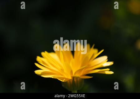 Gemeinsamen Ringelblume Stockfoto